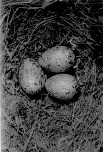 552. В кладке обычно 2-3 яйца