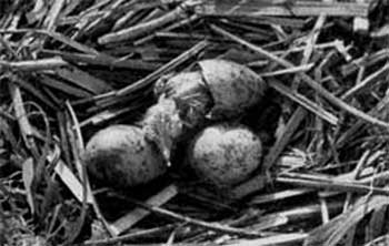 564. Гнездо несложное и представляет собой ямку в песке со скудной подстилкой из травинок или вовсе без нее