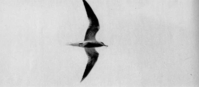565. В это время можно наблюдать, как самец летает с маленькой рыбкой в клюве в сопровождении своей партнерши