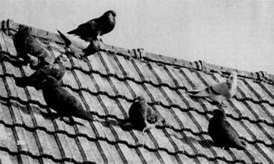 596. Домашние голуби