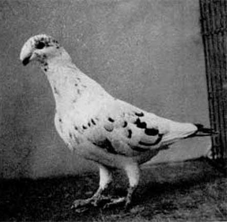602. Немецкий выста­вочный голубь