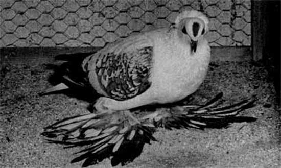 604. Чешский козырный голубь