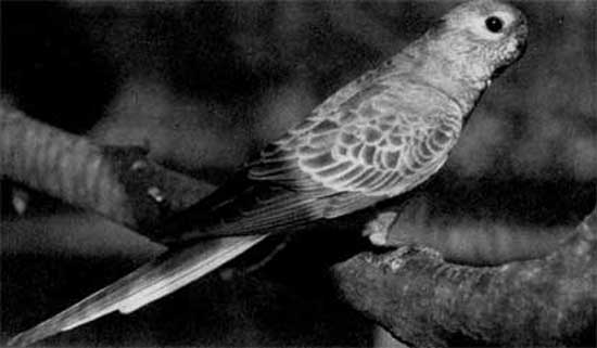 649. Травяной попугайчик Боурка