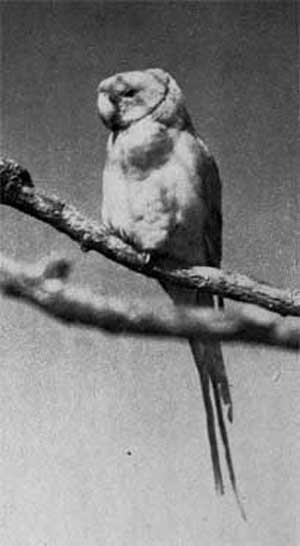 660. Красноголовый ожереловый попугай