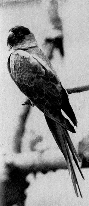 659. Черноголовый ожереловый попугай