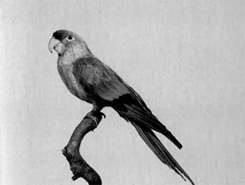 673. Каролинский попугай