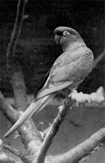 674. Патагонский попугай