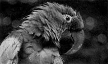 679. Гиацинтовый ара