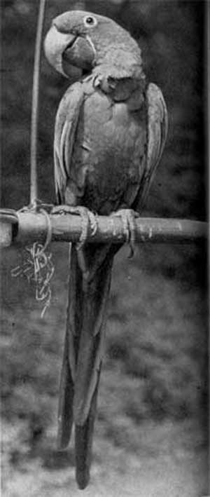 680. Гиацинтовый ара