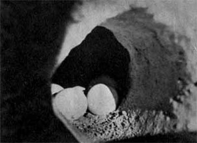 752. В норах, вырытых в глинистых берегах рек, бывают спря­таны его белые яйца