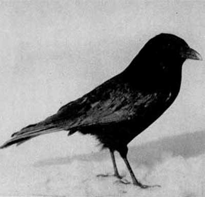 822. Черная ворона