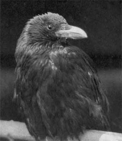 823. Черная ворона