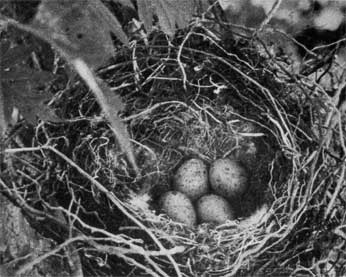 823. Откры­тое гнездо голубой сороки