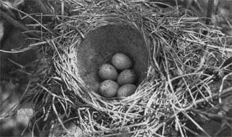 881. 4-6 зеленовато-голубых или чисто-голубых с темными крапинками яиц лежат в таком гнезде, как в котелке с вогнутым дном