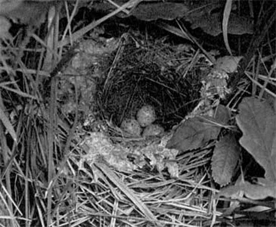 916. Гнездо вьется из трави­нок, соломинок и другого материала, края его обложены паутиной или растительными во­локнами 