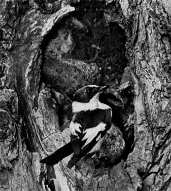 931. Мухоловка-белошейка показа­на сидящей у естественного гнездового дупла