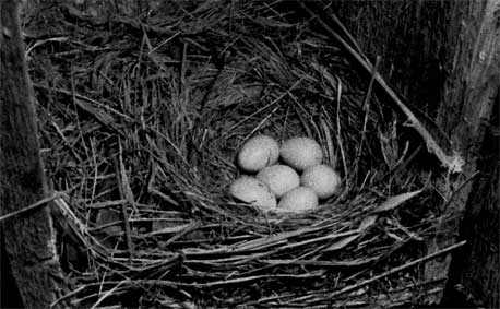 933. С середины мая самка откладывает 5-7 голубовато-зеленых яиц