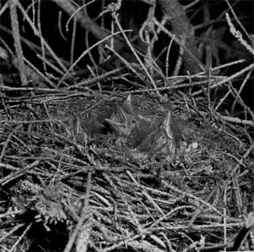 941. Ос­новным строительным материалом для гнезда, которое строит одна самка, служат веточки и мох