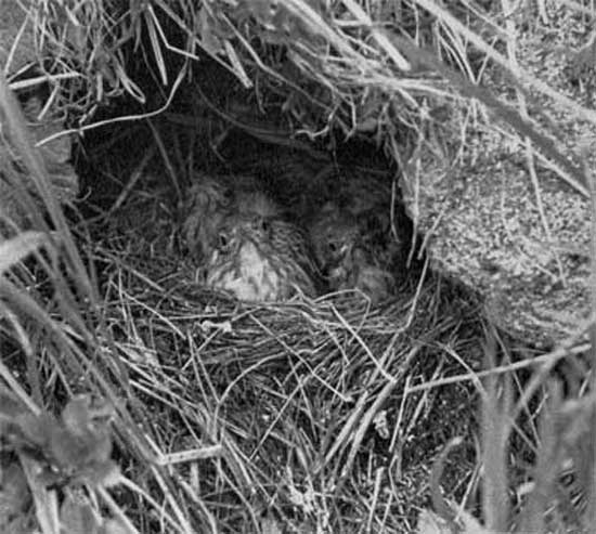 944. Гнез­до строит на земле под прикрытием пучков травы, камня или кустика 