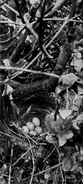 1028. Самка помещает гнезда невысоко над землей в зарослях кустар­ников или на деревьях