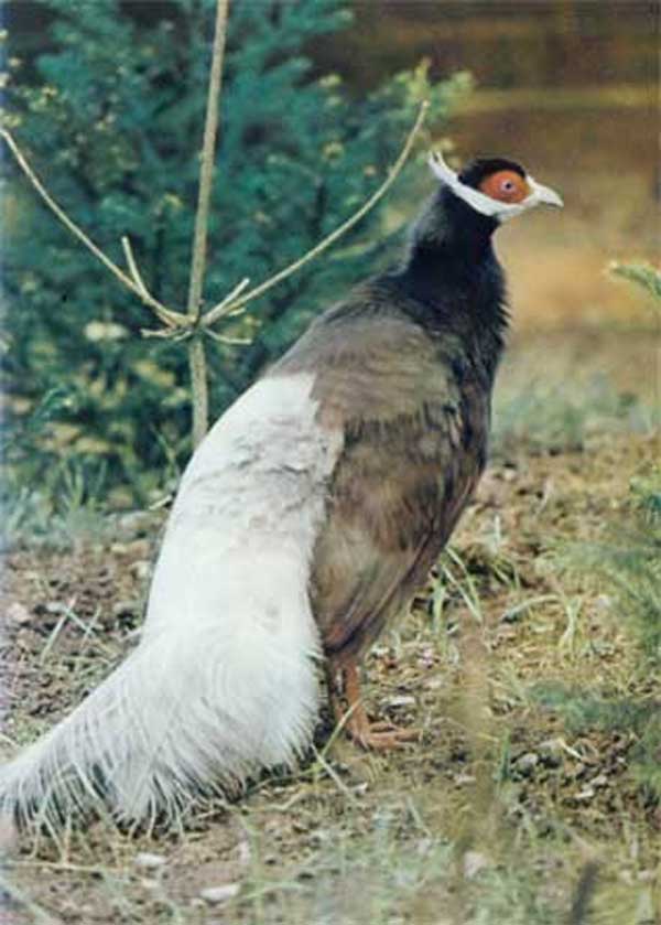 XI. Маньчжурский ушастый фазан 