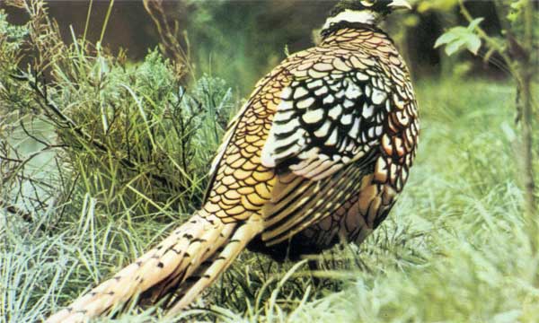 XII. Королевский фазан