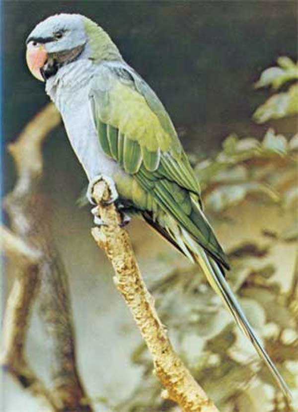 XXII. Ожереловый попугай Дерби